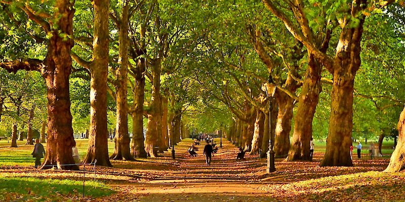 A path in Green Park in autumn (Photo by Garry Knight)