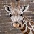 A giraffe, London Zoo, London (Photo by Tony Hisgett)
