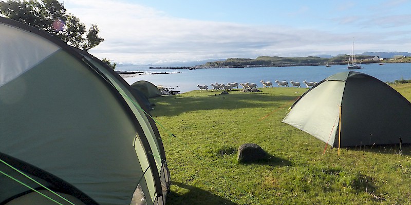 Sheep wander by an idyllic campsite on the Isle of Eigg, Scotland (Photo by Surprise Truck)