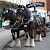 Horses to pull the casks of ale, Cask ale and brewery tour, Salisbury and Stonehenge (Photo courtesy of the brewery)